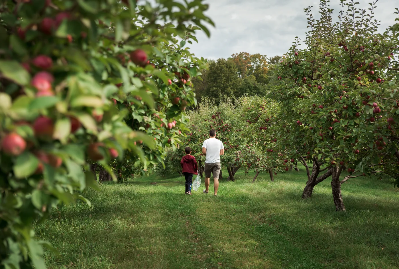 Man and child walk through a grassy apple orchard filled with red apples under a cloudy sky.