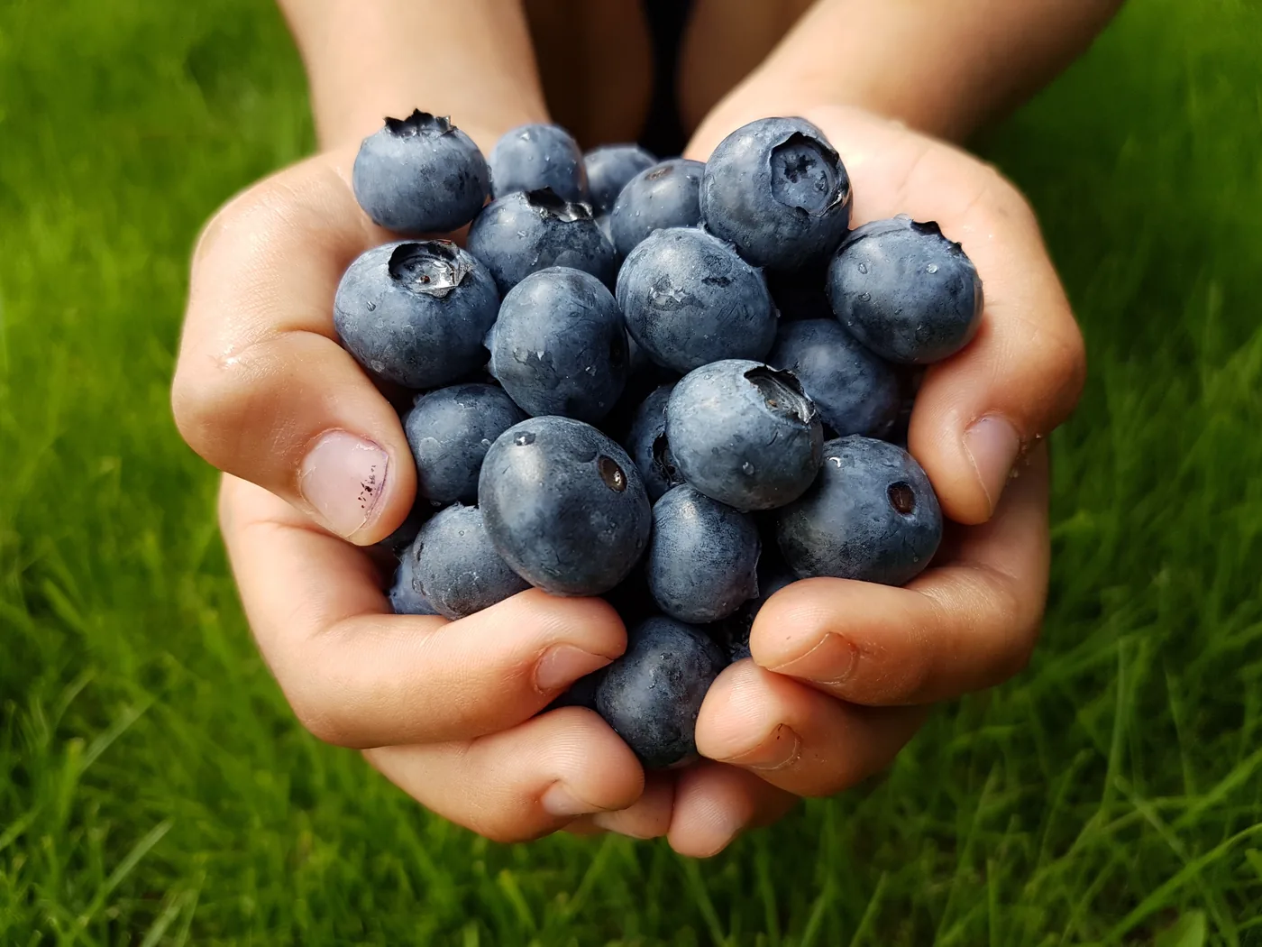 Hands cupping a pile of fresh blueberries over a green grassy background in bright sunlight