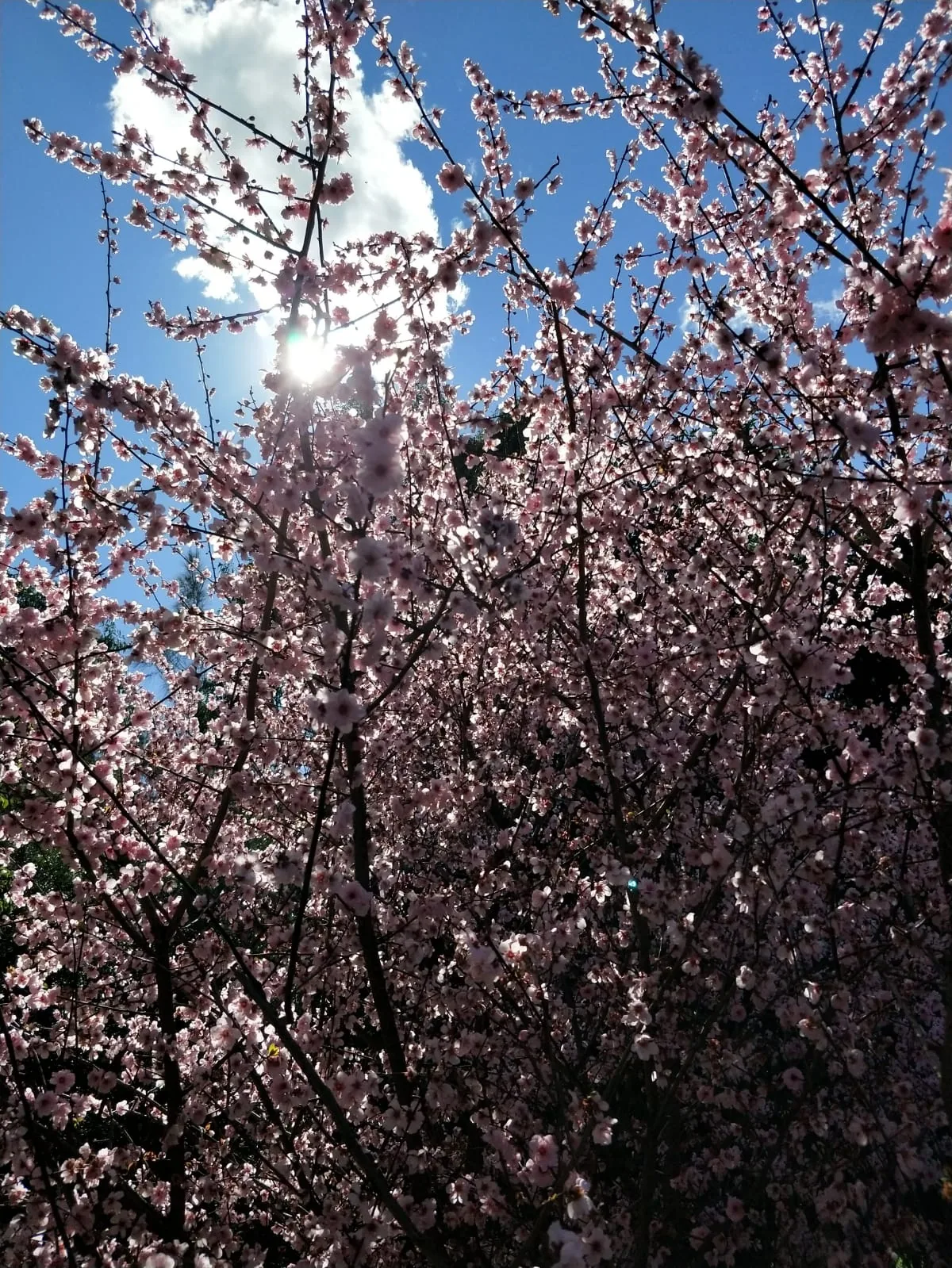 Pink cherry blossoms fill the frame against a blue sky, with sunlight and a white cloud glowing through the branches.