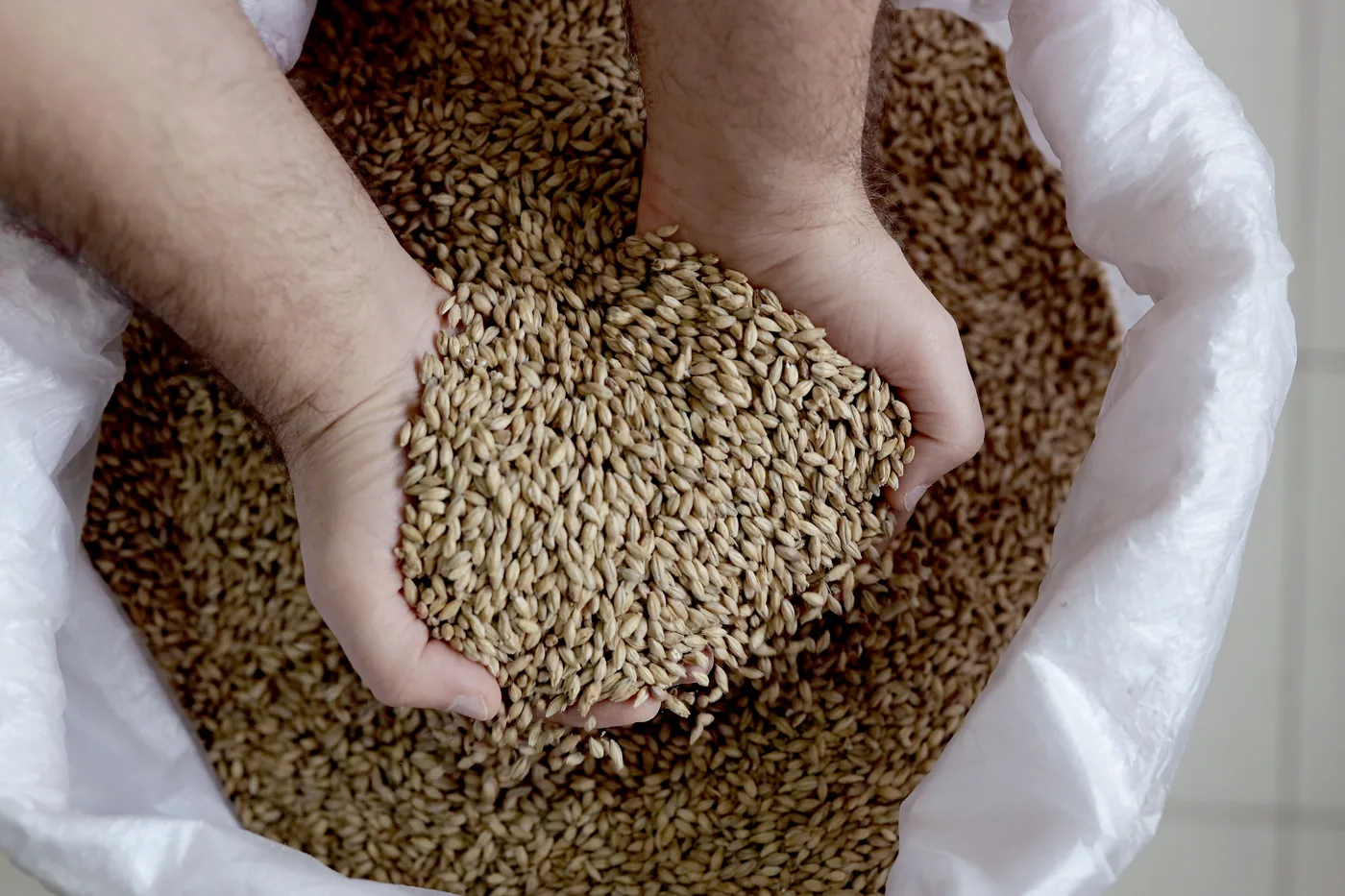 Hands scoop pale grain kernels from a white sack, close-up of a full, textured pile of barley or wheat.