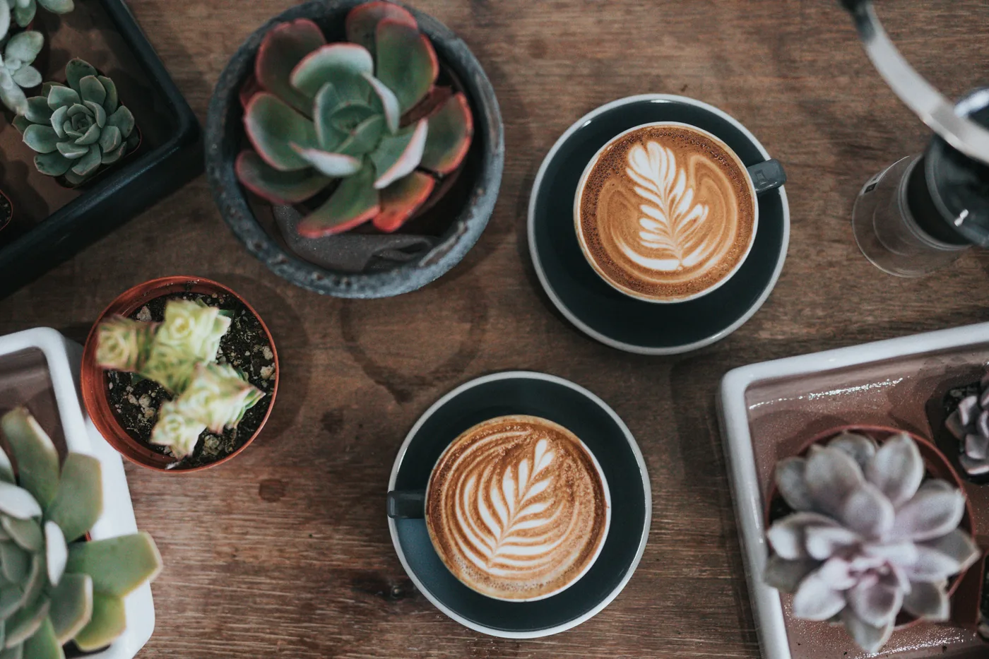 Two latte art coffees on saucers among small potted succulents on a wooden table, creating a cozy café mood.