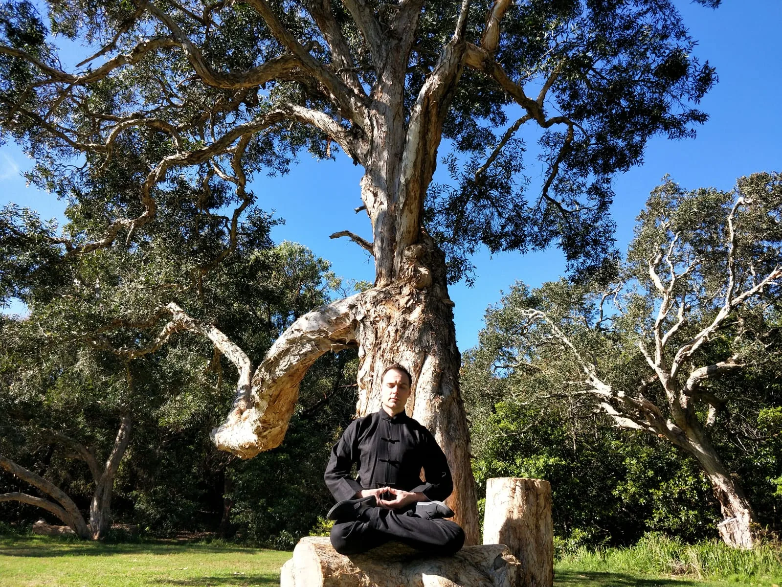 Seated meditation beneath a paperbark tree.